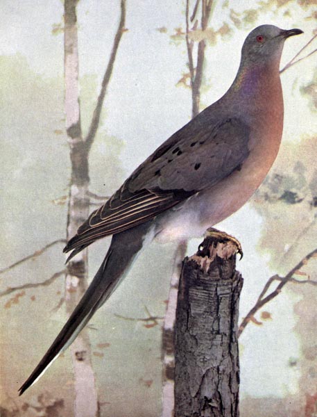 Passenger Pigeon photo by Ruthven Deane 1898