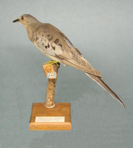 A female passenger pigeon in the collection of the Whanganui Regional Museum in New Zealand
