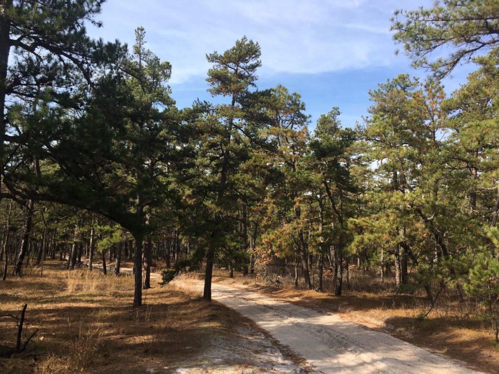 Sand road in Wharton State Forest
