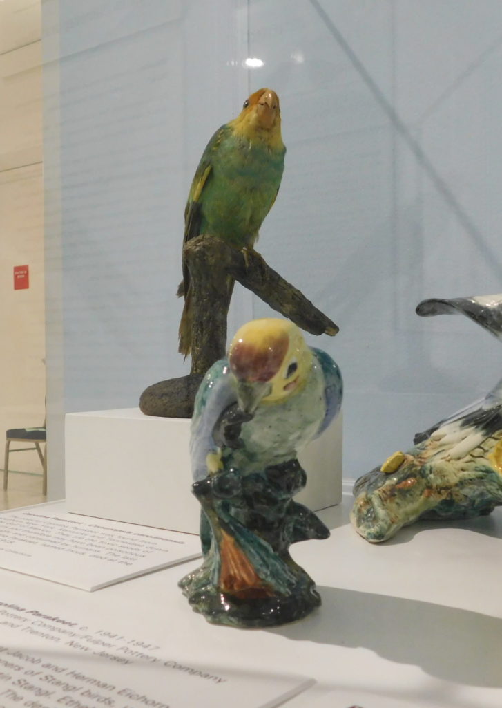 taxidermied and ceramic Carolina parakeets