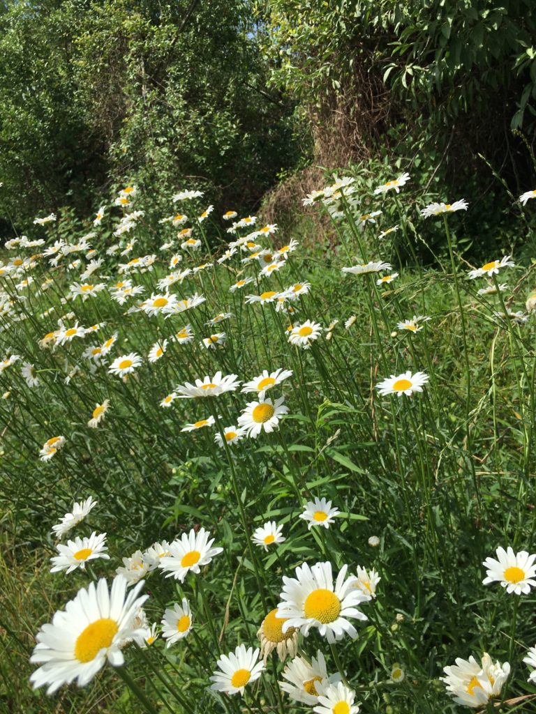 Flowers along a trail